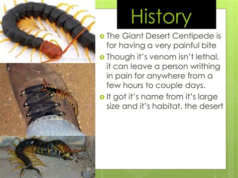 Cakes and cookies to satisfy your sweet tooth. PPT - Giant Desert Centipede Scolopendra heros PowerPoint Presentation - ID:2278208