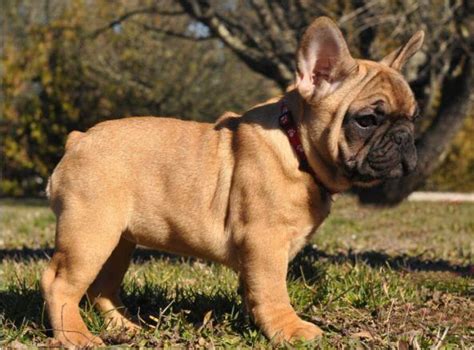 fawn French bulldog puppy | Fawn french bulldog, French ...
