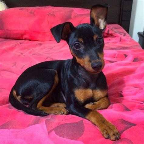 Une femme mature qui doit en avoir marre de son vieux mari et se tape un petit jeune chez elle dans la journée. Lana, pinscher nain