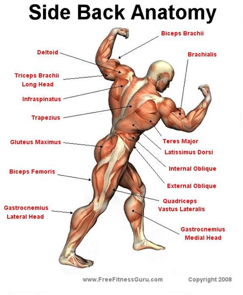 Body building takes a great amount of effort and time to reach the desired results. FreeFitnessGuru - Anatomy | Muscle anatomy, Human anatomy ...