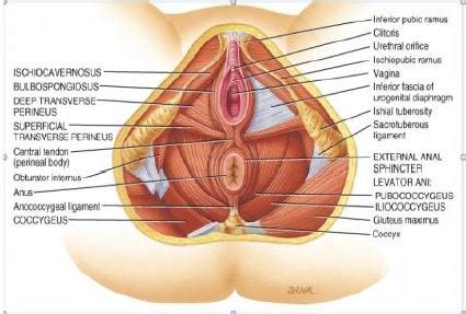 This landmark in females, the pelvis also houses the uterus, fallopian tubes, and ovaries. Answers to Your Pelvic Floor Questions | HydroChic Blog