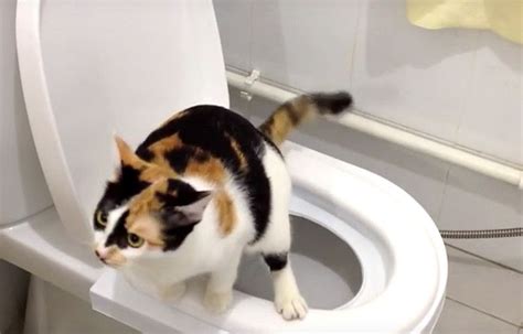 Author clifford brooks says it takes about three months to teach your cat to use the toilet instead of the litter box. A kitten using a human toilet. (With images) | Cat toilet ...