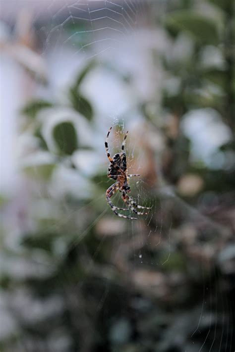 They cause to huge damage of food crops, property, wooden materials, plants. Full Guide For Understanding Colorado Springs Spiders