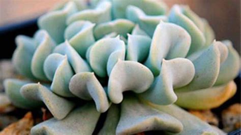 I saw these echeveria at the greenhouse and fell in love with them. Solutions to leaf rot and shrivel of Echeveria Runyonii ...