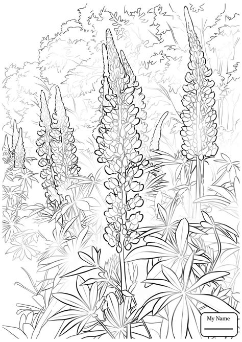 Lupine coloring page | free printable coloring pages. Lupine Drawing at GetDrawings | Free download