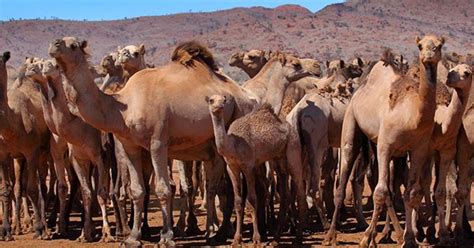 Camels do not directly store water in their humps; 10,000 Camels To Be Culled By Experts In Australia Cuz ...