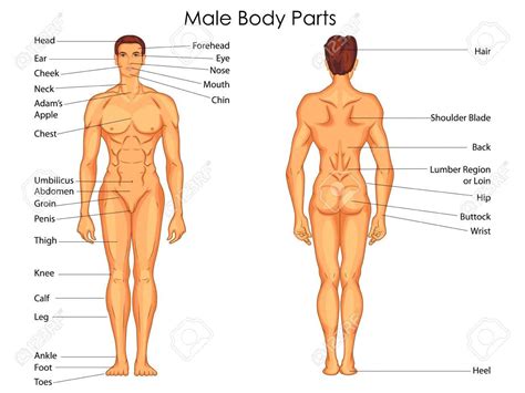 How to draw human body parts step by step. Pin on human anatomy organs