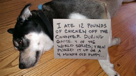 Hit the reset button to see if the detector simply needs to reset. 20 funny pictures of public dog shaming - DogTime