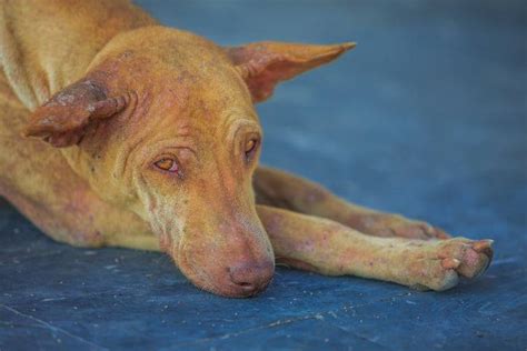 La dermatite seborroica del cane: sintomi, cause, cure e ...