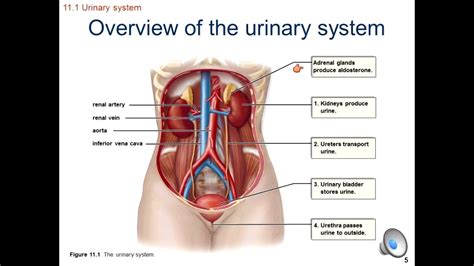 At birth she has between 1 and 2 million potential eggs. Human Biology: Urinary System Part 1 of 1 - YouTube