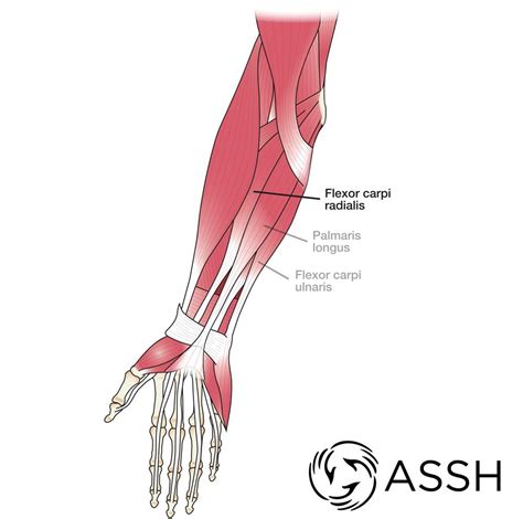 When identifying the function of the forearm muscles, it is important to note that any forearm compartment muscle that crosses the elbow joint will act at this joint. Forearm Anatomy Muscles - Anatomy Drawing Diagram