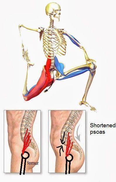 A pulled muscle in the lower back can make everyday activities, such as sleeping and working, extremely difficult. Pin on Muscles...Exercises
