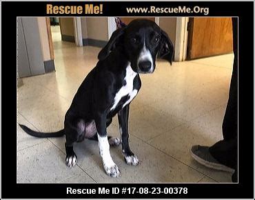 0030 6979 98 66 30 adress. Oregon Dog Rescue ― ADOPTIONS ― RescueMe.Org