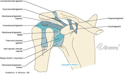 Shoulder anatomy is an elegant piece of machinery having the greatest range of motion of any joint in the body. Upper limb anatomy