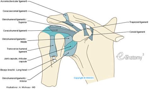 Proximal stability is crucial to. Upper limb anatomy