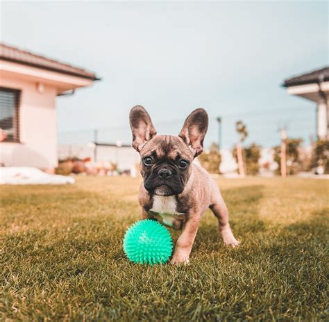 Friendly pets has staff in store daily to care for and love all of our pets. Your Guide To Pet-Friendly Apartments In Arizona : Apts ...