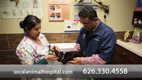 We have been serving our community since 1956. Welcome to Southern California Animal Hospital | La Puente ...