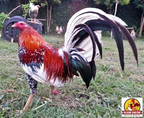 Considered an asian fowl rather than an american breed because of its roots, roundheads exhibits black spurs and are peacombs, comign ether yellow legged or white legged, red eyed and pale yellow hackles. LASAK - Bularaw's Spangle | Gallinas de pelea, Gallinas y gallos, Gallos de pelea