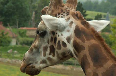 Nu extra voordelig bij kruidvat! Dierentuin Parc Zoo Reynou | La-Bastide