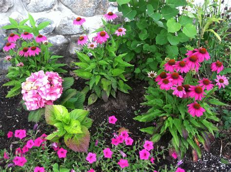 I planted five echinacea varieties just this late spring (about six weeks ago). Pow Wow Pink Echinacea @ Engelke Farm Troy NY | Echinacea ...