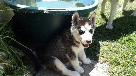 The rhodesian ridgeback is about as cool as it gets. husky puppies for sale. - Caledon, Western Cape - Photo #3