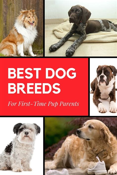 List of the Best Dogs to Own For First-Time Pup Parents ...