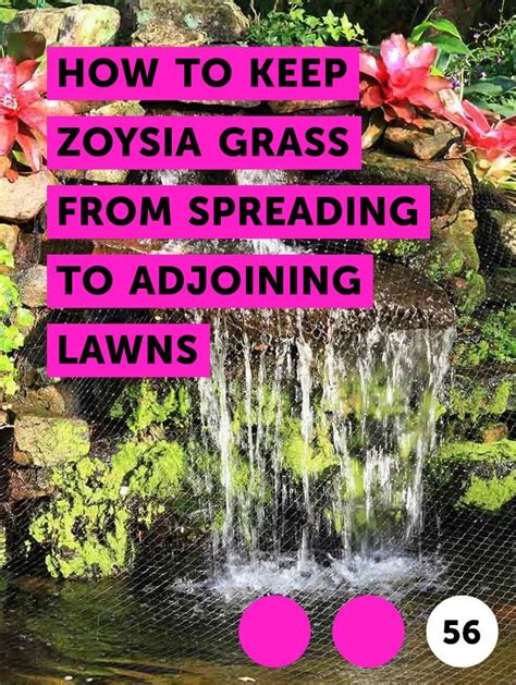It really flourishes in warmer zones 6 through 9 and is often found on golf courses and sports fields and in lush parks. Learn How to Keep Zoysia Grass From Spreading to Adjoining ...