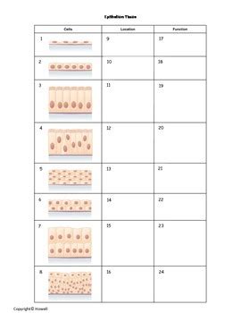 In biology, tissue is a cellular organizational level between cells and a complete organ. Epithelium Tissue Quiz or Worksheet by Everything Science ...