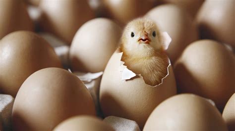 Jika anda bermimpi tentang ayam, yang tidak dapat bertelur, mimpi seperti itu mungkin mengindikasikan menemui beberapa kendala untuk awal yang baru. Ayam Betina Tetap Bisa Bertelur Meskipun Tidak Kawin ...