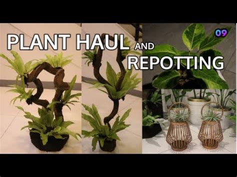 Remove the plant from its current pot and tease the roots some. PLANT HAUL AND REPOTTING (Part 3) Rubber tree, Schefflera ...