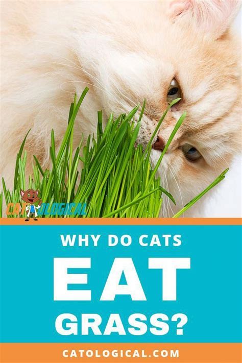 They eat grass and live for about 40 years. Why do cats eat grass? There are a few reasons why cats ...