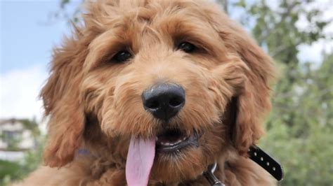 Even at eight weeks old, he is capable of soaking up everything you can teach him. HOW TO TRAIN A GOLDEN DOODLE WITH AN E COLLAR / PUPPY ...