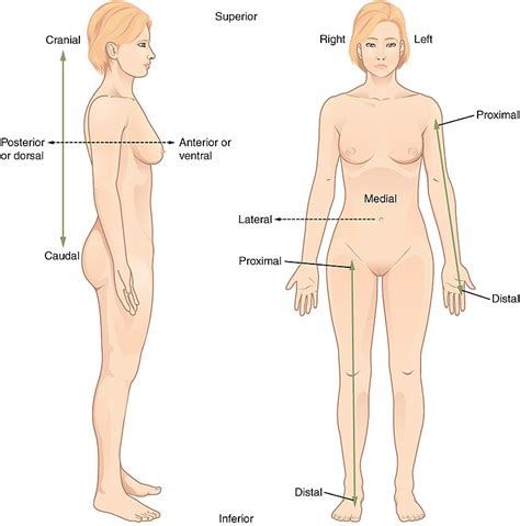 Muscles in the torso protect the internal organs at the front, sides, and back of the body. Directional Terms & Regional Terms | Biomed Guide