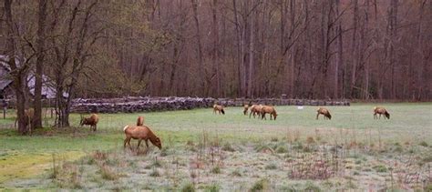 Mingus mill millrace, great smoky mountains national park. Elk, Oconaluftee Visitor Center, North Carolina, Smokies ...