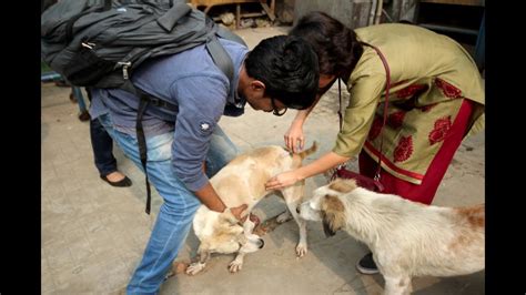 Please understand that it's possible to prevent rabies by getting a. Like A Dog - Rabies Free Kolkata! - YouTube