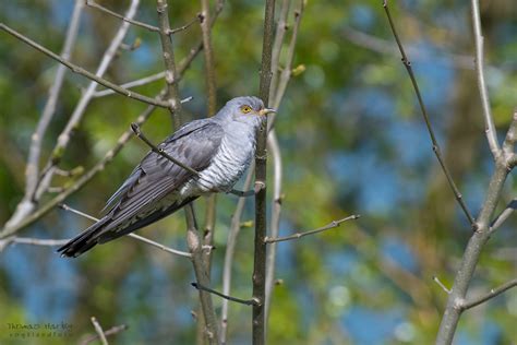 Der waldvogel ist nach seinem eigentümlichen ruf benannt. Einen Kuckuck fotografieren (Forum für Naturfotografen)