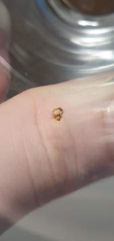 22+ inspirierend sammlung holiday holiday inn expr. Was ist das für ein Insekt/Larve in meinem Bett? (Insekten ...