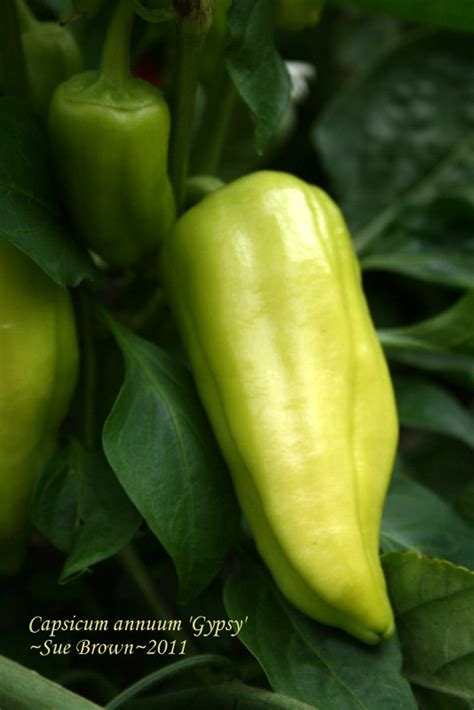 It's now june 24 and i picked the first pepper today. PlantFiles Pictures: Capsicum, Sweet Pepper 'Gypsy ...