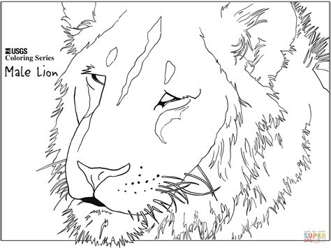 These free grandparents day coloring pages are the perfect way to touch a grandparent's heart this. Male Lion Head coloring page | Free Printable Coloring Pages