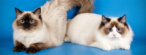 How long do fat cats usually live? Ragdoll Cats: Sweet, Loving, and Social - Life & Cats