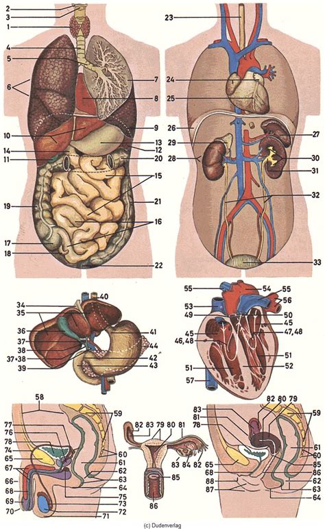 Maße längsschnitt durch bauchraum und becken der frau mit darstellung der inneren organe und lage des bauchfells von lateral. Organe Menschen Bild