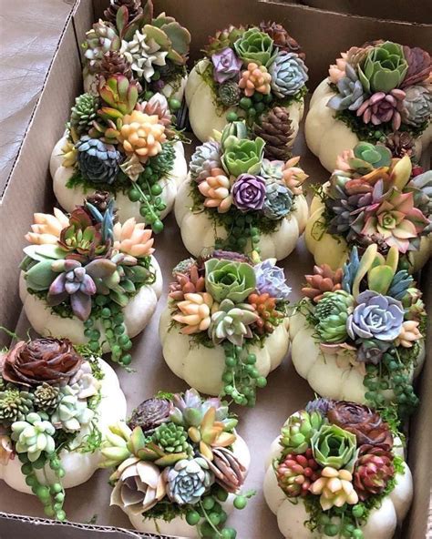 The truth is that the terms are often confused, and we end up saying the plants themselves do not make it easy for us either, since there are cacti that do not have thorns, and there. Find out the difference between succulents and cacti!! # ...