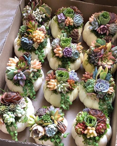 It belongs to the family similarities between cactus and succulent. Find out the difference between succulents and cacti!! # ...