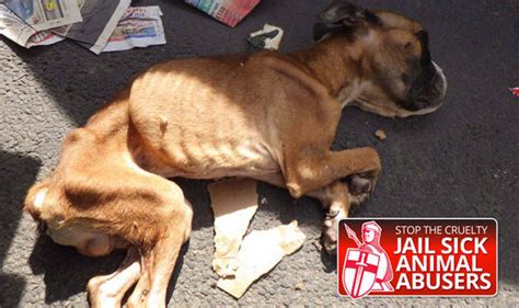 It is one of best bin checker , bin lookup site. Bin men find emaciated dead dog amongst rubbish dumped by ...