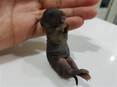 Some people are sure that having siblings is good. Baby Bunny die before first week | BinkyBunny