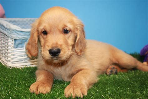 Long island pet shop, long island puppy store, long island puppies for sale. Golden Retriever Puppies For Sale - Long Island Puppies