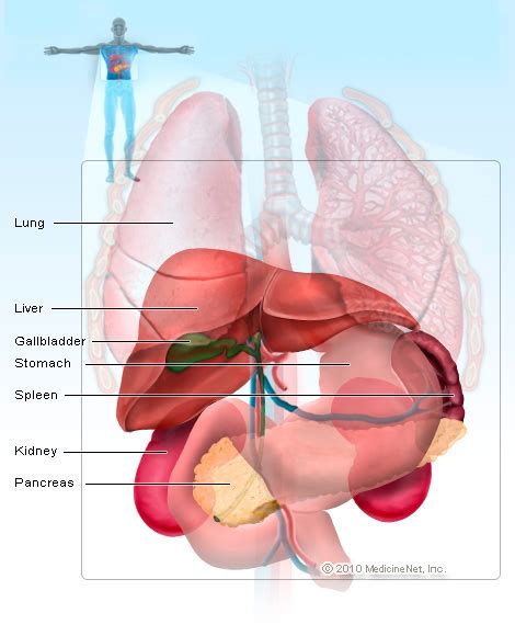 The rib cage protects the organs in the thoracic cavity, assists in respiration, and provides support for the upper extremities. Spleen Enlarged. Causes, symptoms, treatment Spleen Enlarged