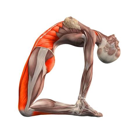 The fundamental factor that affects this upright posture is the tilt of the sacrum and pelvis. Épinglé sur Yoga Anathomy
