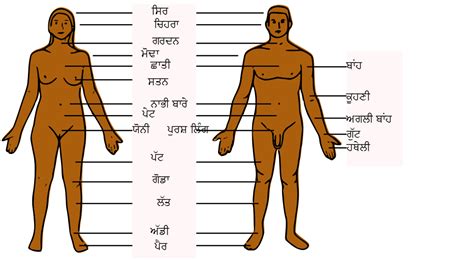 This article contains a list of human body parts names. Free Pictures Of The Body Parts, Download Free Clip Art ...