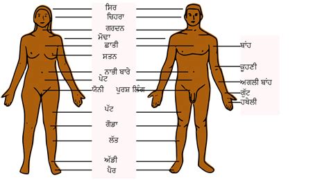 The investigated categories of body movements. Free Pictures Of The Body Parts, Download Free Clip Art, Free Clip Art on Clipart Library